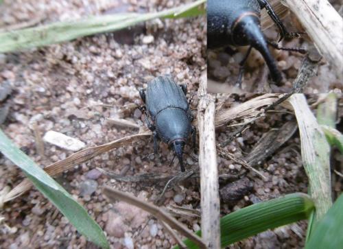 Sphenophorus sp.